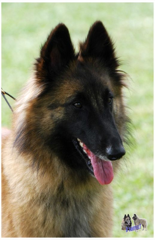 Qora De  Pedra Lume  EXC abierta hembras